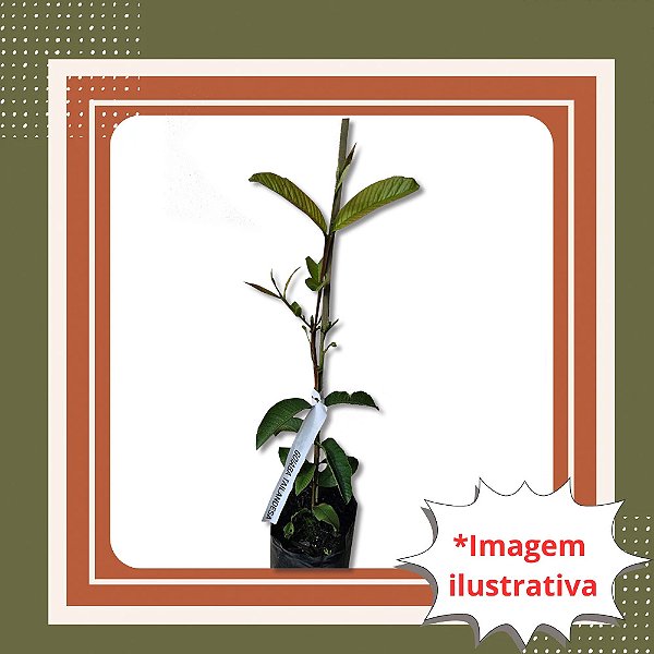 Muda de Goiaba Tailandesa com Início de Floração