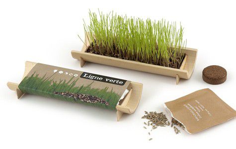 S100 - Kit plantio bambu