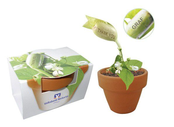 S101 - Kit plantio folha marcante