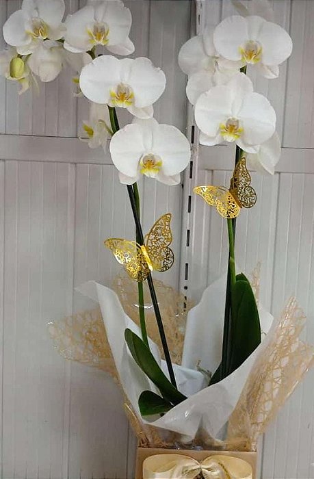 Orquídea ( cores sortidas)