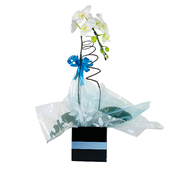 Orquídea Branca Phalaenopsis