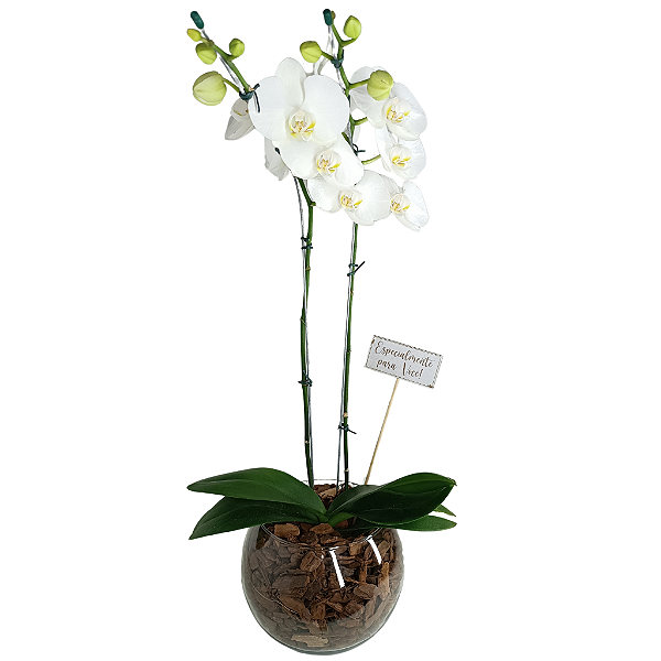 Orquídea no Vidro - Pura Sofisticação