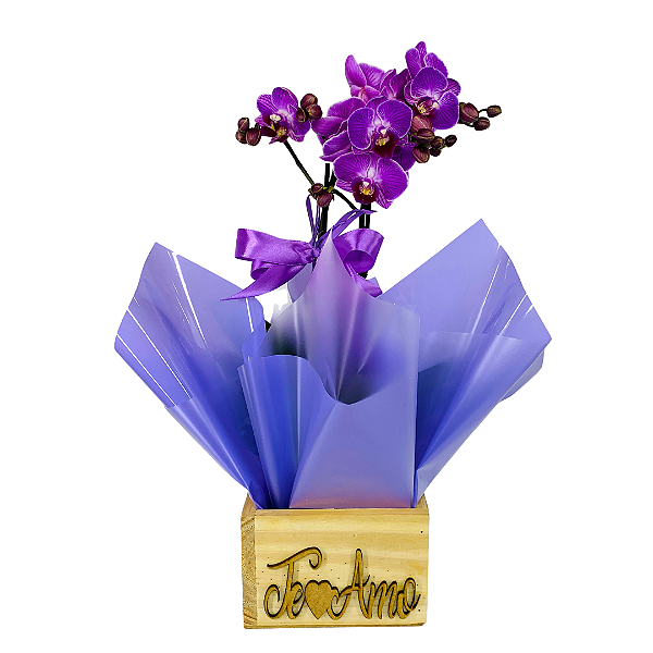 Mini Orquídea Roxa Phalaenopsis