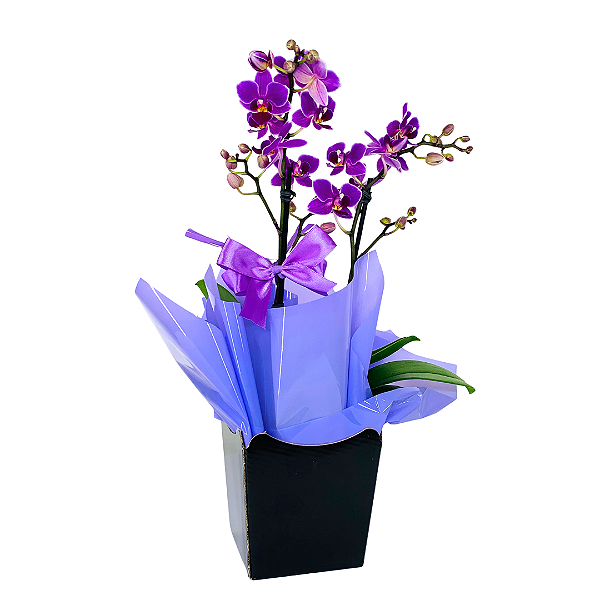 Mini Orquídea Lilás 2 Hastes