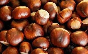 CHA CASTANHA DA INDIA SEMENTE INTEIRA AESCULUS HIPPOCASTANUM 1 UNIDADE