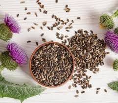 CHA CARDO MARIANO SEMENTES SILYBUM MARIANUM 100G
