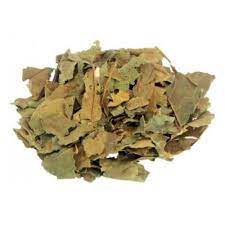 CHA ABACATE PERSEA GRATISSIMA GAERTN 100G