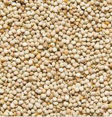 PERILA BRANCA SEMENTE PARA PASSAROS AVES 100G