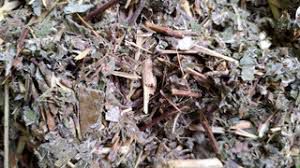 CHA CIPO PRATA 100G BANISTERIA ARGYROPHYLLA