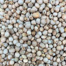 FEIJAO ANDU BAIANO 100G