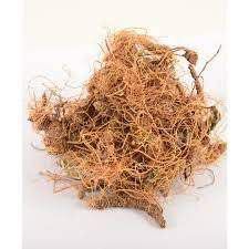 CHA CARAPIA RAIZ 100G DORSTENIA MULTIFORMIS
