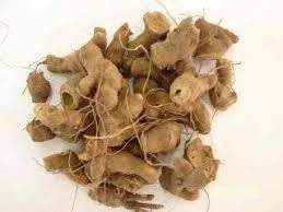 CHA NO DE CACHORRO RAIZ DESIDRATADA 100G HETEROPTERIS AFRODISIACA