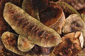 CHA SENE FULICULO 100G SENNA ALEXANDRINA MILLER