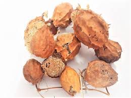 CHA BUCHINHA DO NORTE 100G LUFFA OPERCULATA