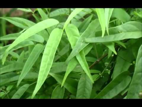 CHA 30G CRAJIRU PARIRI FOLHAS VERDES ARRABIDAEA CHICA