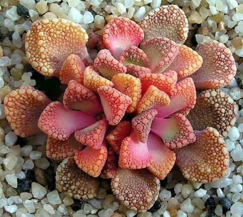 Sementes de Titanopsis hugo-schlechteri (10 sementes)