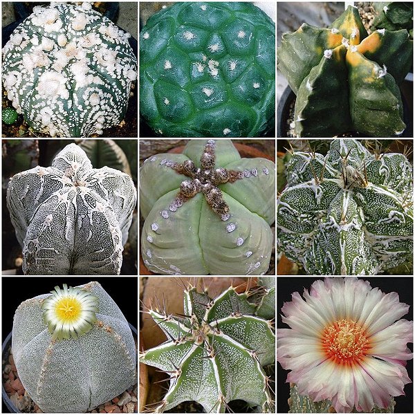 10 Sementes de Astrophytum Híbrido Mix (Cactos)