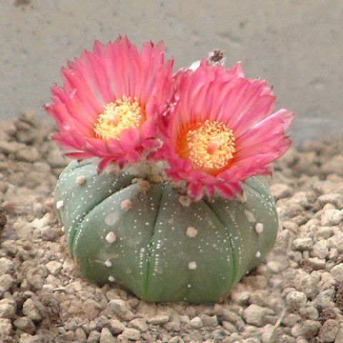 Astrophytum asterias v. Flor Vermelha - 10 sementes