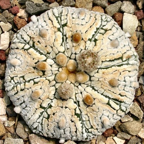 Astrophytum asterias cv Superkabuto - 05 sementes