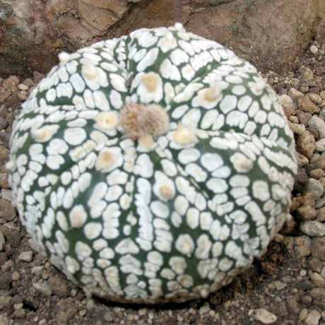 Sementes de Astrophytum asterias cv Superkabuto (5 sementes)