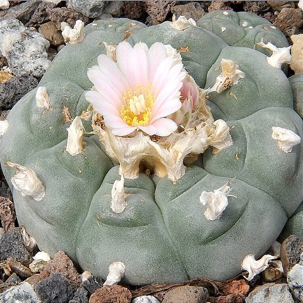 Sementes de Lophophora williamsii 'Cactos Peyote' (10 sementes)