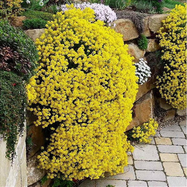 Sementes da Flor Alyssum Amarelo 'Cesto de Ouro' (Aurinia saxatilis)