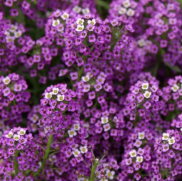 Sementes da Flor Alyssum Roxo Violet Queen (Lobularia maritima)