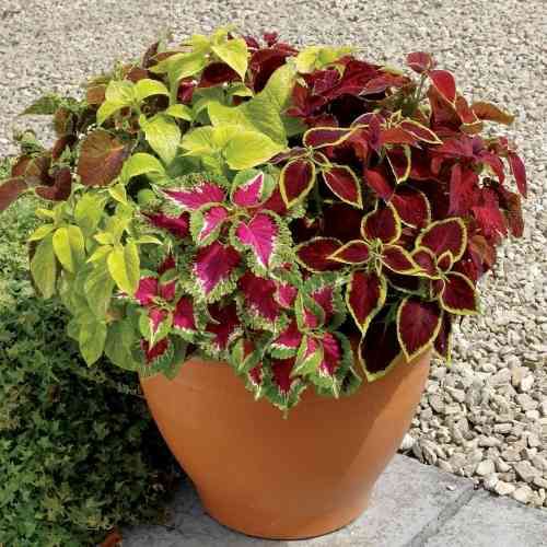 Coléus Arco-Íris Sortido (Solenostemon scutellarioides) - 50 SEMENTES