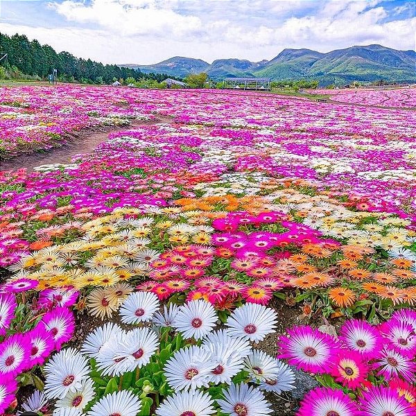 Sementes da Flor Ficóide Tapete Mágico Mix (Mesembryanthemum criniflorum)