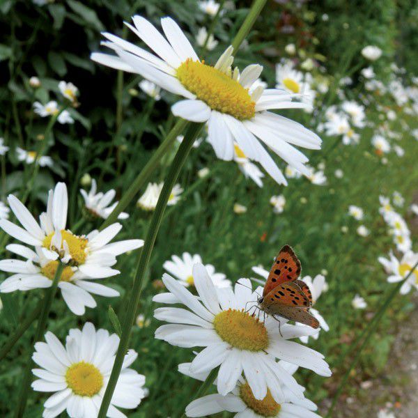 Sementes da Flor Margarida Gigante Branca - Chrysanthemum leucanthemum