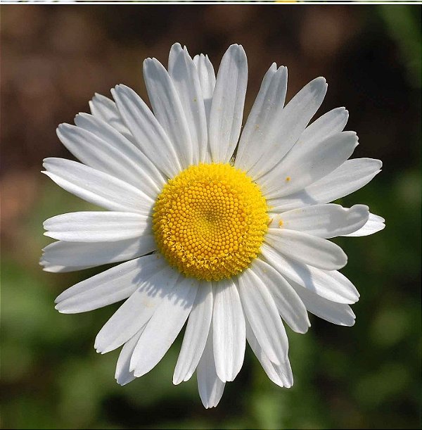 Sementes da Flor Margarida Gigante Branca (Chrysanthemum leucanthemum)