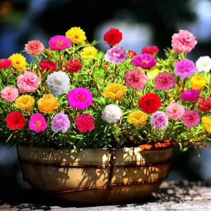 Sementes da Flor Onze Horas Double Sortida (Portulaca grandiflora)