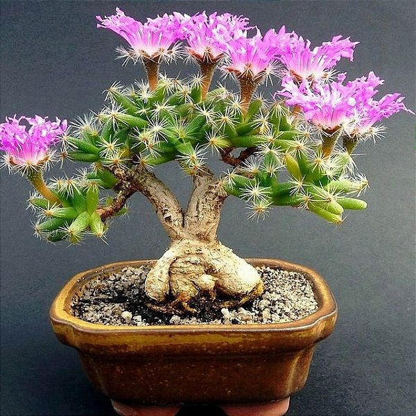 Sementes de Trichodiadema densum (10 sementes)