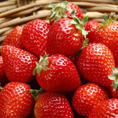 Sementes de Morango Sensação (Fragaria vesca) Frutos Grandes