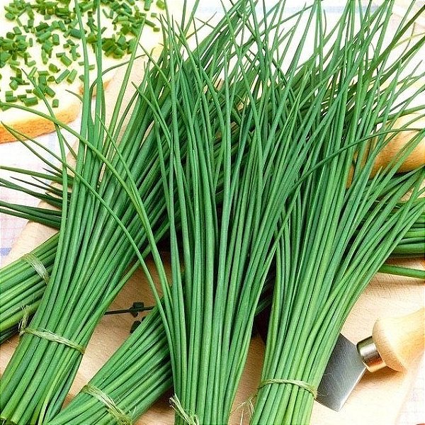 Sementes de Cebolinha Francesa Folha Fina (Allium schoenoprasum)