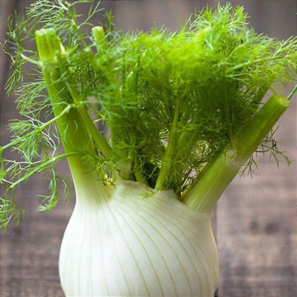 Sementes de Funcho Doce (Foeniculum vulgare)