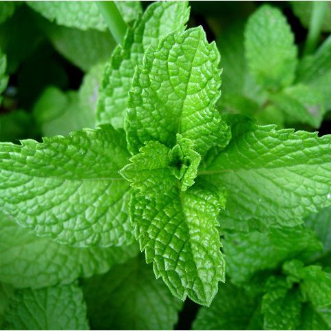 Sementes de Hortelã Pimenta Peppermint (Mentha piperita)