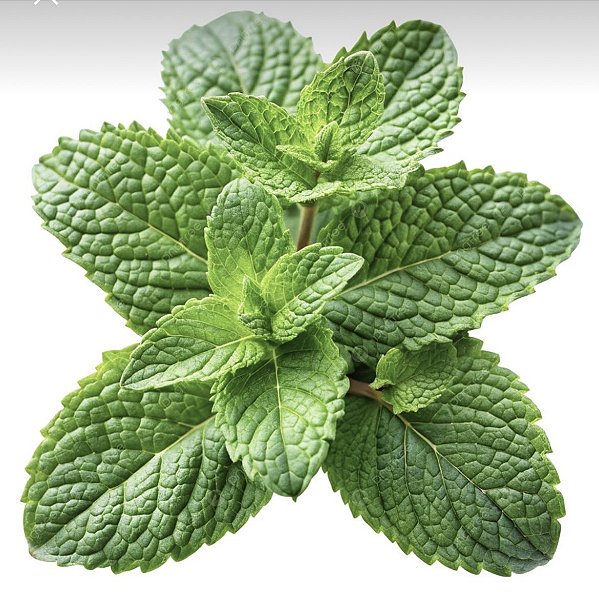 Sementes de Hortelã Pimenta Peppermint (Mentha piperita)