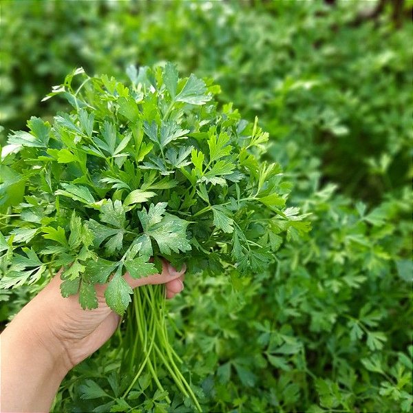 Sementes de Salsa Lisa (Petroselinum crispum)