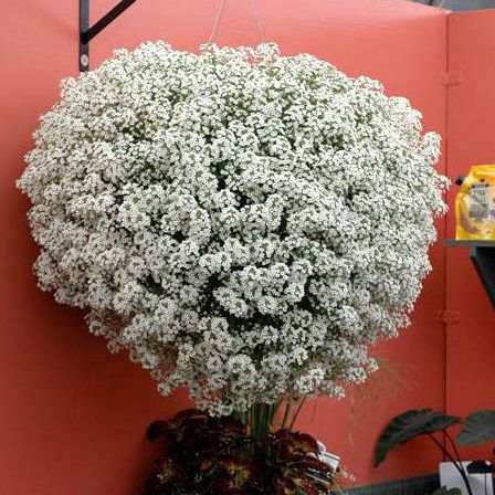 Sementes da Flor Alyssum Branco Flor de Mel - Lobularia maritima