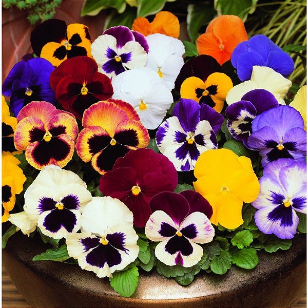 Amor Perfeito Suiço Gigante Sortido (Viola tricolor) - 50 SEMENTES