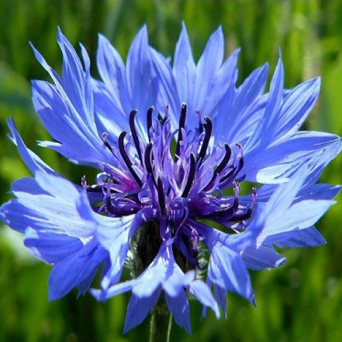 Sementes da Flor Centáurea Sortida - Centaurea cyanus