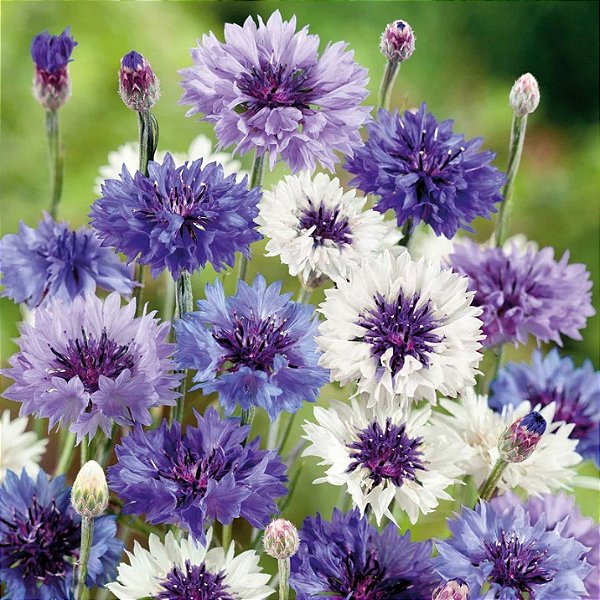Sementes da Flor Botão de Solteiro Sortida (Centaurea cyanus)