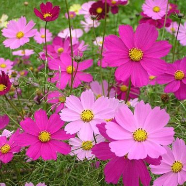 Sementes da Flor Cosmos Sortida - Cosmos bipinnatus