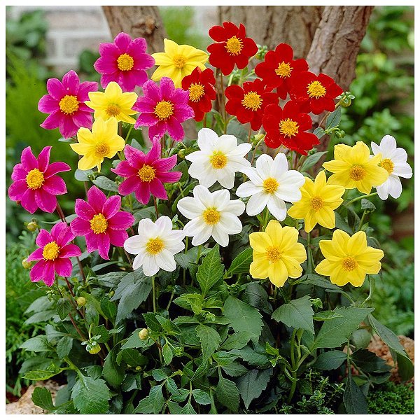 Dália Singela Anã Sortida (Dahlia pinnata) - 20 SEMENTES