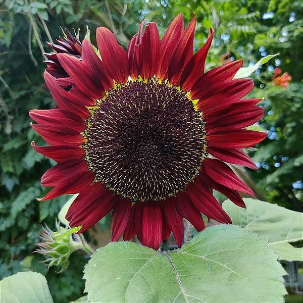 Sementes de Girassol Vermelho (Helianthus annuus)