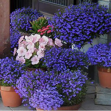 Sementes da Flor Lobélia Azul - Lobelia erinus