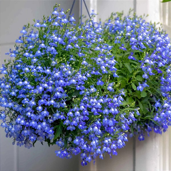 Sementes da Flor Lobélia Azul (Lobelia erinus)