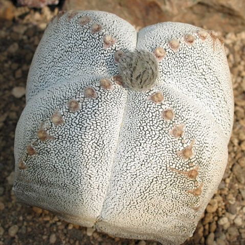 Sementes de Astrophytum myriostigma cv Onzuka (5 sementes)