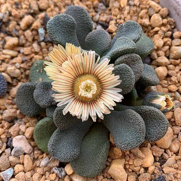 Sementes de Aloinopsis rosulata (10 sementes)